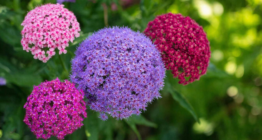 Пышные шары размером с футбольный мяч: кустарник, который стал открытием сезона 2026