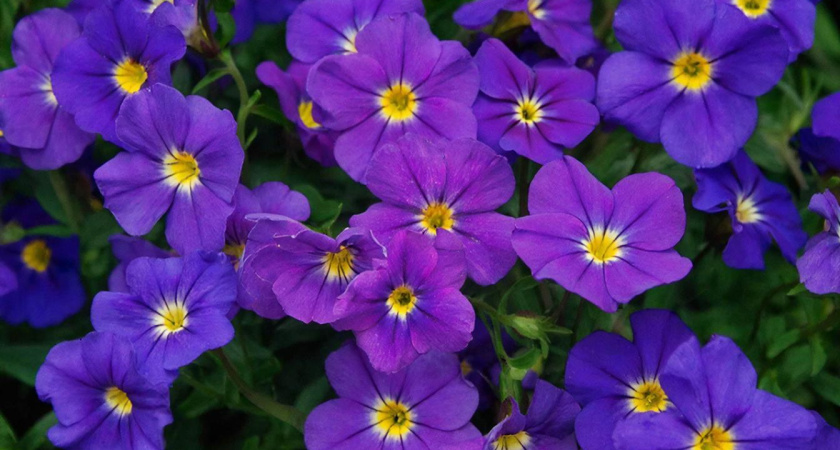 Аромат садов Парижа — этот двулетник затмит тюльпаны и лилии: сеять можно прямо в клумбу