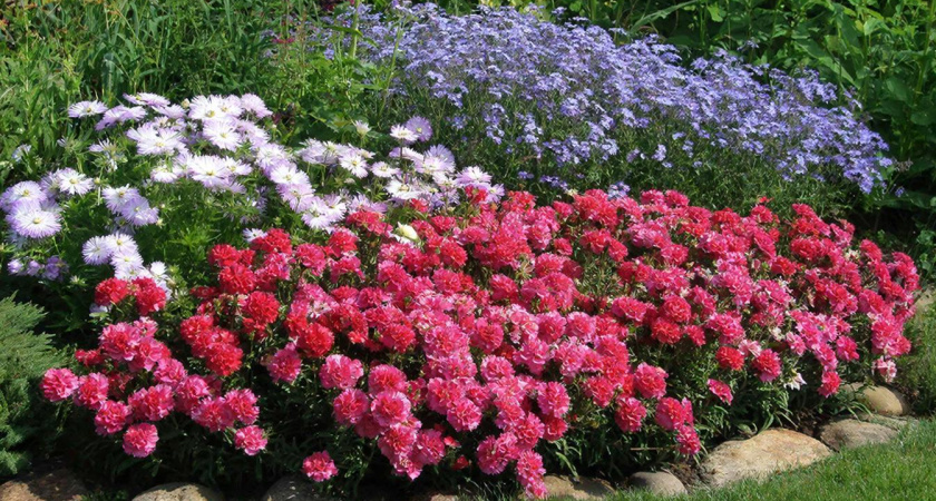 5 эффектных цветов для сада - цветут с мая и до самых жгучих морозов: все соседи буду завидовать