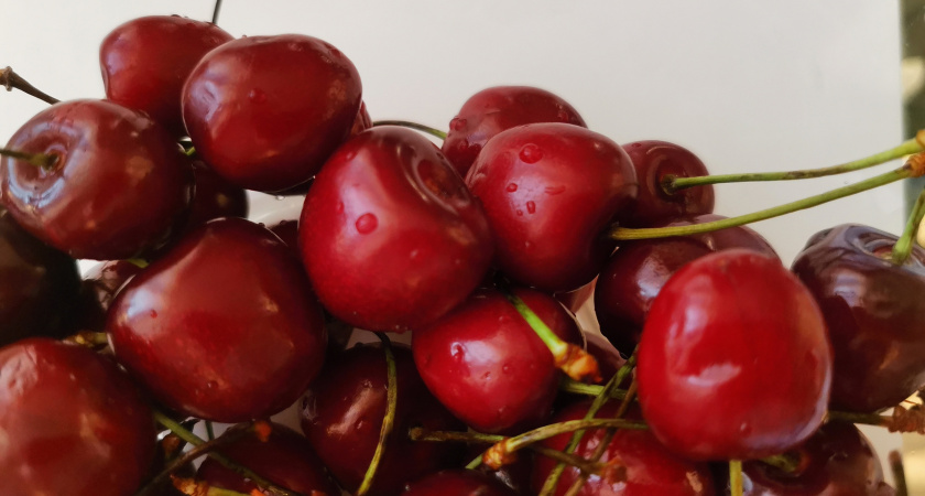 Чем подкормить вишню, чтобы она выросла крупной и сладкой в 2026 году