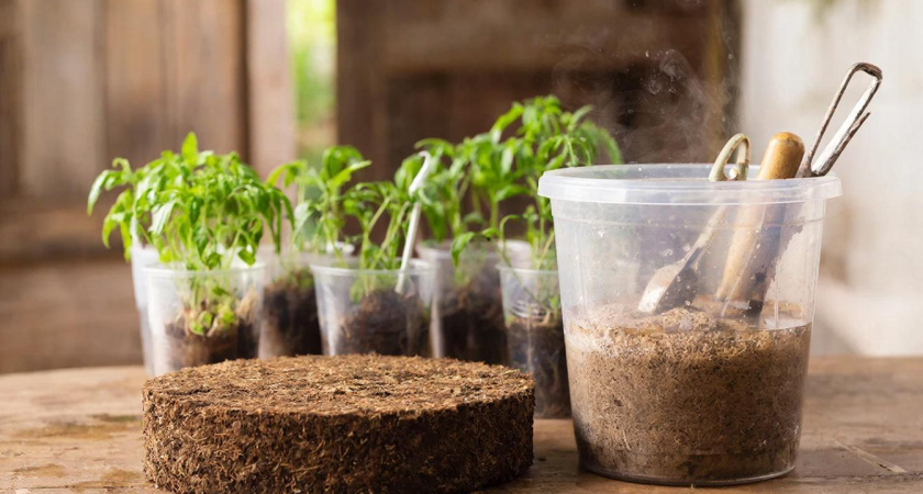 Семена в грунт больше не сею — выращиваю рассаду по-белорусски: томаты и перцы "прут" наперегонки