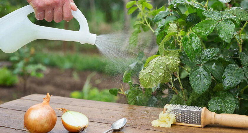 Натираю луковицу дедовским способом — и ни 1 тли на даче больше нет, классный метод