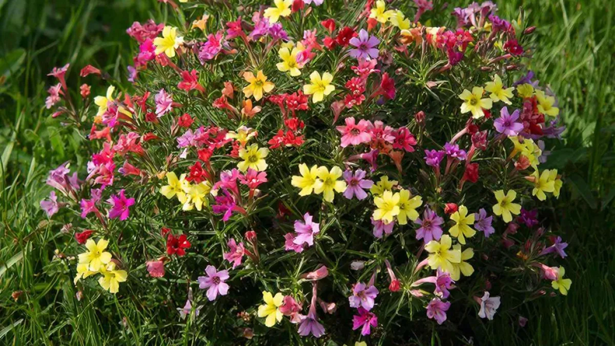 Сею вместо петунии и все лето радуюсь: этот кустарник цветет с мая по ноябрь — и простой в уходе