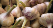 Чеснок на зависть соседям: раскрываем секреты идеальной посадки озимого — весенняя альтернатива